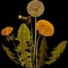 dandelionthreds